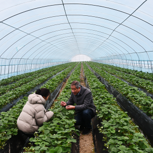鄉(xiāng)村振興在行動｜探訪安徽臨泉 草莓大棚里藏著 “幸福妙方”