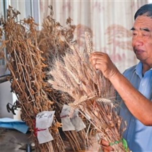 安徽省阜陽(yáng)市太和縣種糧大戶徐淙祥——追夢(mèng)科學(xué)種田路